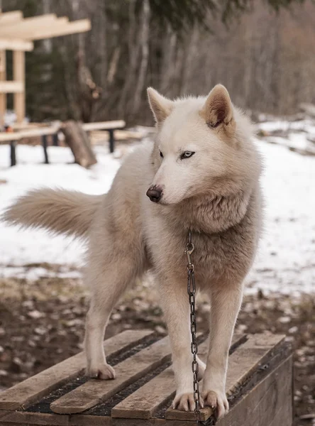 赫斯基狗西伯利亚动物 — 图库照片