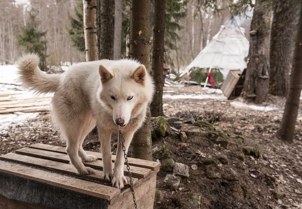 Husky cão siberiano animal — Fotografia de Stock
