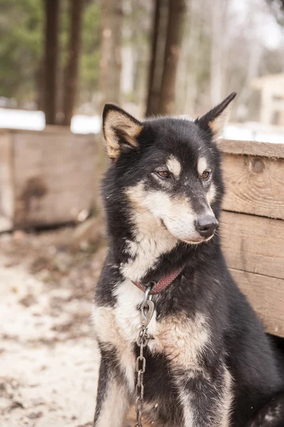 Husky hond Siberische dier — Stockfoto