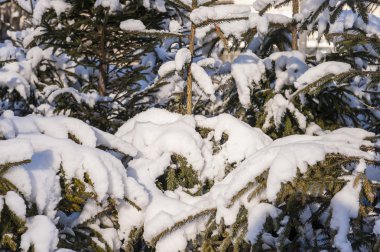 Kış soğuk kar yeşil ağaç