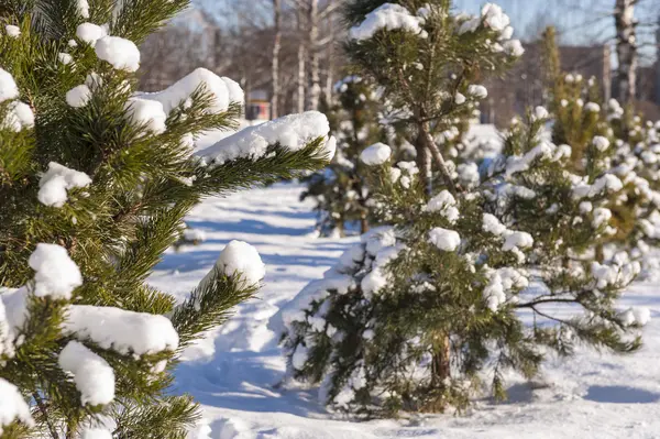 Invierno frío nieve sol verde árbol — Foto de Stock