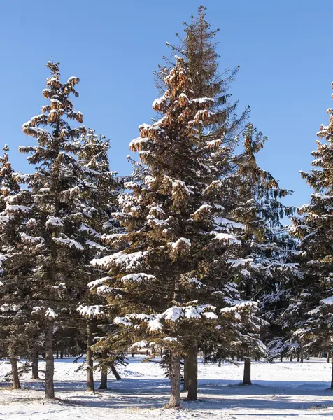 Invierno frío nieve sol verde árbol — Foto de Stock