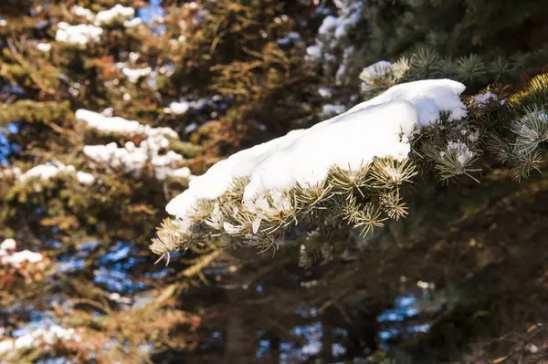 Invierno frío nieve sol verde árbol — Foto de Stock