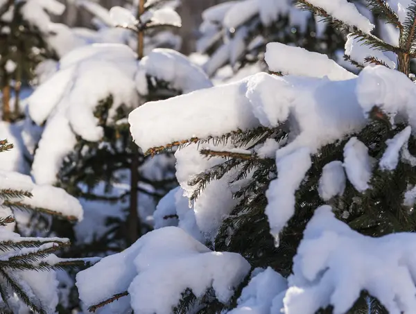 Invierno frío nieve sol verde árbol — Foto de Stock