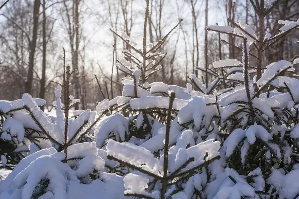 Invierno frío nieve sol verde árbol —  Fotos de Stock