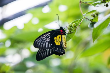 Kelebek troides rhadamantus bir bitki üzerinde oturur