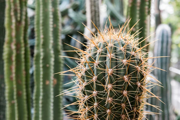 Green cactus up close — Stock Photo, Image