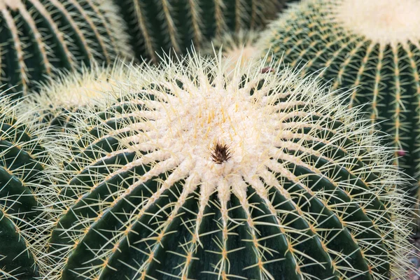 Cactus Echinocactus grusonii up close — Stock Photo, Image