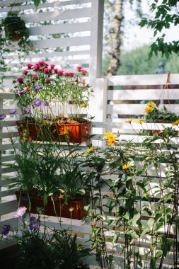 Dekoratif çok yıllık çiçekler 