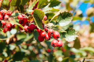 Kırmızı Rowan bir dalda