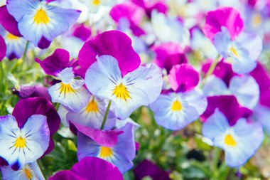 Mor-mavi Hercai Menekşe