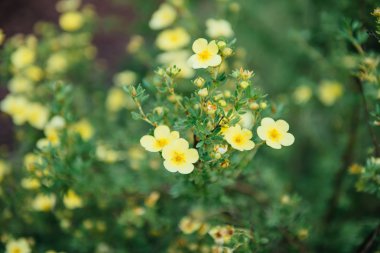 Potentilla fruticosa Elizabeth