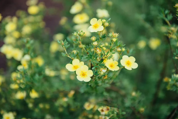 Potentilla fruticosa Elizabeth — Stock Photo, Image