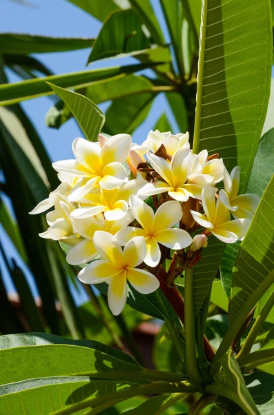 Plumeria fleurs — Photo