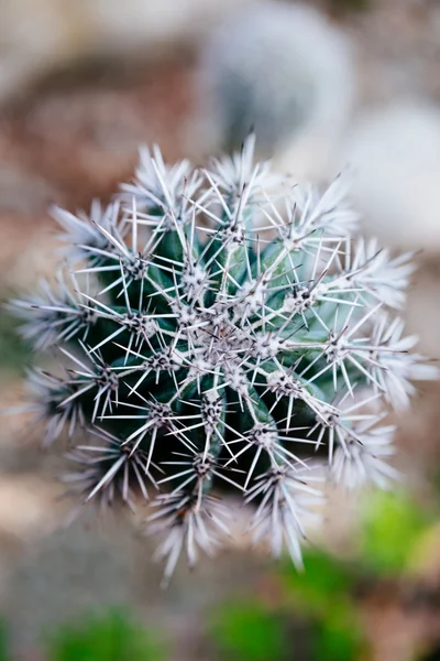 Top view of a cactus sea-green — Stock Photo, Image