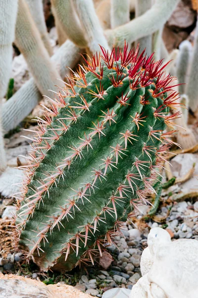 Green slanted cactus — Stock Photo, Image