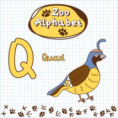 Alphabet , quail, letter Q clipart
