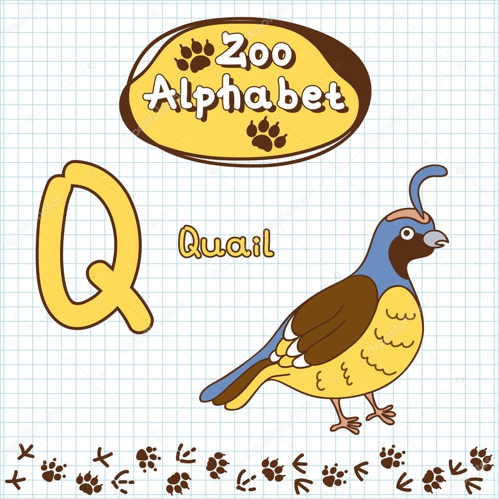 Alphabet , quail, letter Q Stock Vector Image by ©OSIPOVDIM #53823347 Alphabet , quail, letter Q Stock Vector Image by ©OSIPOVDIM #53823347