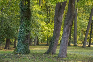 Sonbaharda parkta sabah parıltısı