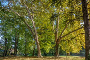 Sonbaharda parkta sabah parıltısı