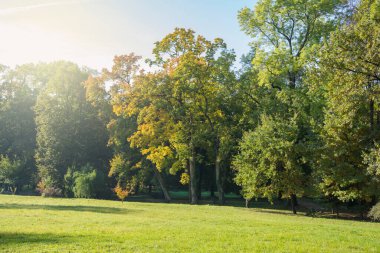 Sonbaharda parkta sabah parıltısı