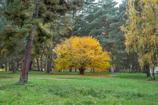 Gelbe Und Orangefarbene Bäume Herbst Auf Einer Wiese — Stockfoto