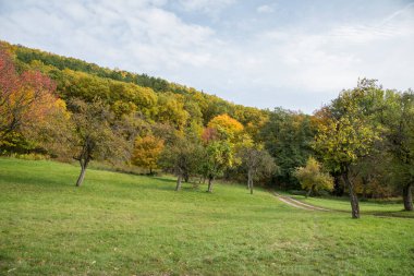 Sonbaharda çayırda sarı ve portakal ağaçları
