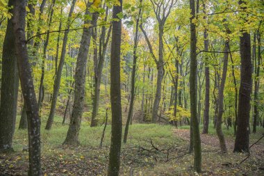 Sonbaharda orman. Sonbaharda orman.