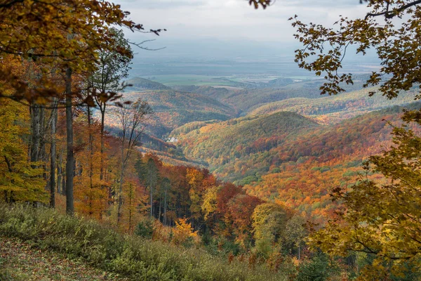 秋天的森林 秋天的森林 — 图库照片