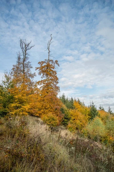 Las Jesienią Lasy Jesienią — Zdjęcie stockowe
