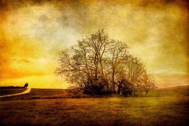 Arkaplanda gökyüzü olan yapraksız ağaçların silueti