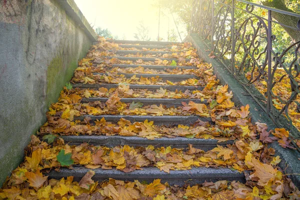古いコンクリートの階段に落ちた葉 — ストック写真