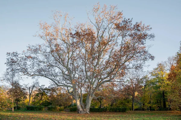 Heel Grote Honderd Jaar Oude Boom Platanus Acerifolia — Stockfoto