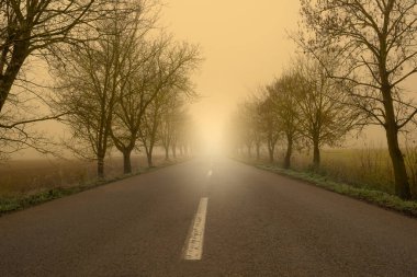 Sonbaharda yol Ağaçlar ve sabah parıltısıyla
