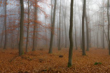 Sonbahar ormanı sisli ve sabah parıltısıyla