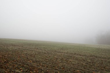 Ağaçlar ve sabah parıltısıyla dolu bir tarlada sonbahar sabahı