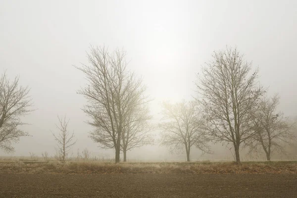 Mañana Otoño Campo Con Árboles Resplandor Matutino —  Fotos de Stock