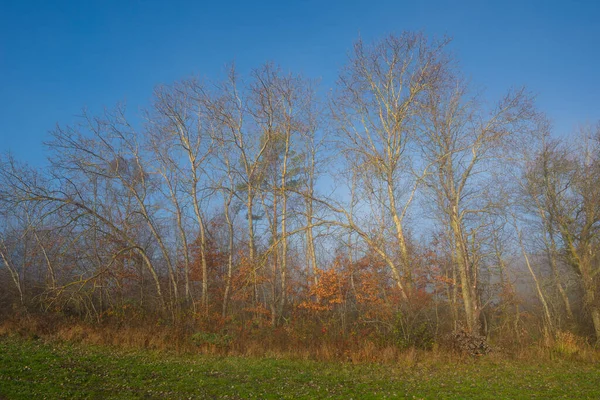 Árvores Sem Folhas Outono Com Céu Azul Grama — Fotografia de Stock