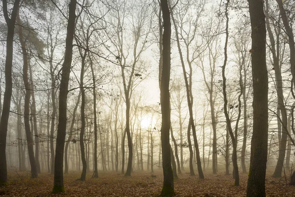 Bosque Otoñal Con Niebla Brillo Matutino —  Fotos de Stock