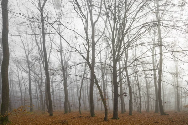 Bosque Otoñal Con Niebla Brillo Matutino —  Fotos de Stock