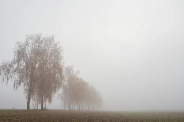 Birch Tress Silnice Mlze Ranní Září — Stock fotografie