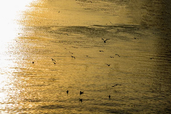 川の夕日にカモメを飛んで — ストック写真