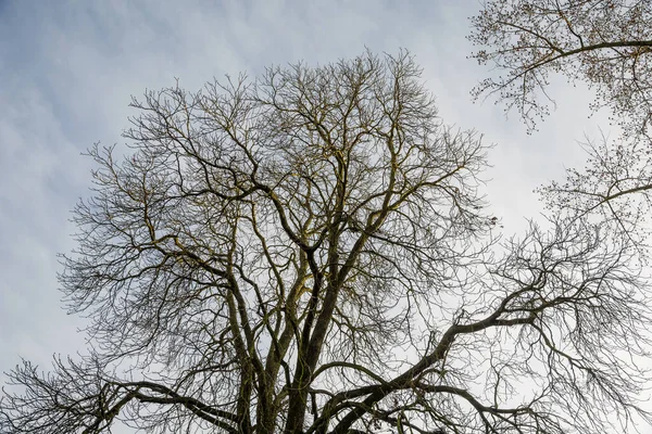 Gün Batımında Mavi Gökyüzünde Yapraksız Ağaç — Stok fotoğraf