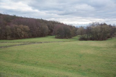 Sonbaharda yapraksız ağaçlar. Sonbahar kavramı