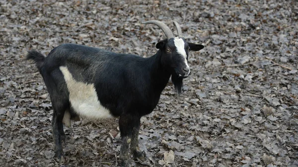 Brudna Czarno Biała Koza Patrzy Kamerę — Zdjęcie stockowe