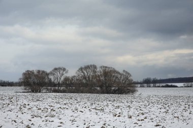 Kışın yapraksız ağaçlarla dolu tarla.