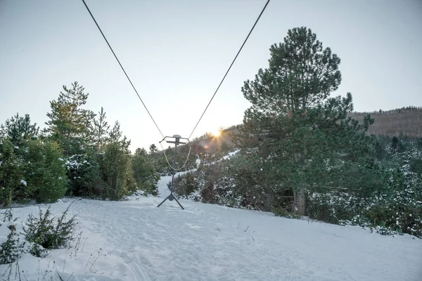 Pin Hiver Dans Une Forêt — Photo