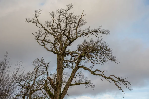 Árvore Sem Folhas Céu Azul Com Nuvens — Fotografia de Stock