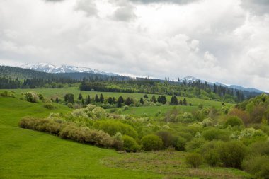 Baharda yeşil vadi. Ağaçlı çayır ve tarla