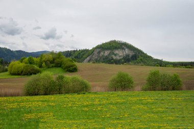 Baharda yeşil vadi. Ağaçlı çayır ve tarla